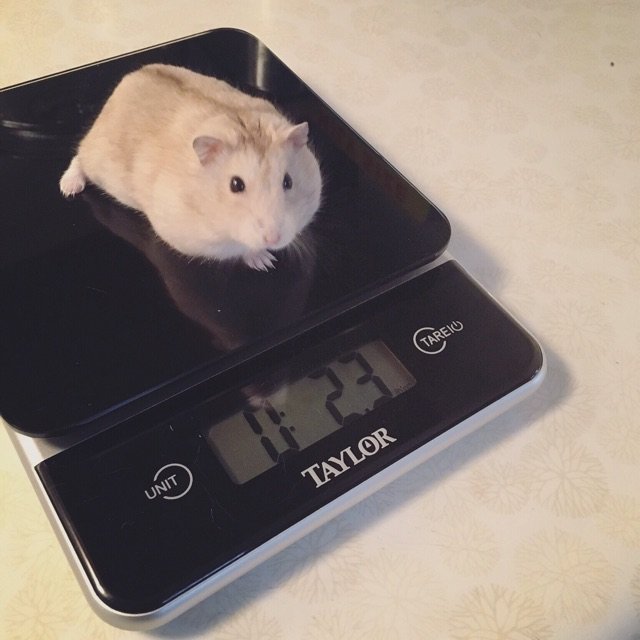 食物小磅秤 买来量鼠鼠体重 胖了0...