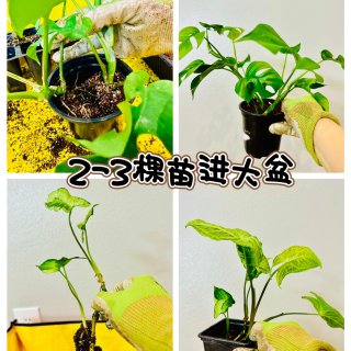 绿植换季换大盆🍀扦插苗从育苗格子换花盆...