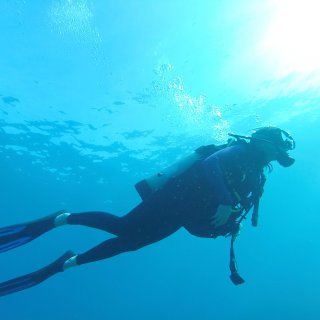 去夏威夷潜水体验｜与海龟偶遇，与鳐鱼共舞...