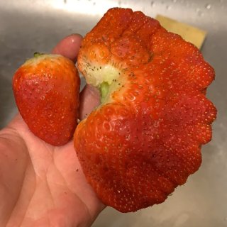 Redblasoom,基因突变的草莓🍓