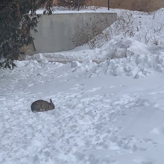 零下三十七度穿什么｜看冰雕｜雪地里的兔子...