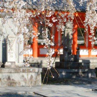 日本旅行回忆之京都三十三间堂，小众经典，...