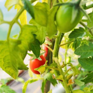 夏季必种植物-小番茄...