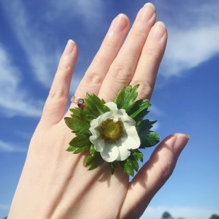 踏青摘草莓