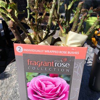 Rose 12 Stems 40Cm Whole Trade Guarantee : Grocery & Gourmet Food