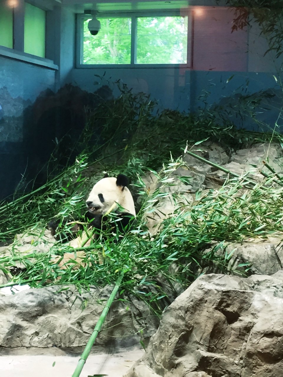 熊猫控,Panda 熊猫