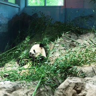 熊猫控,Panda 熊猫