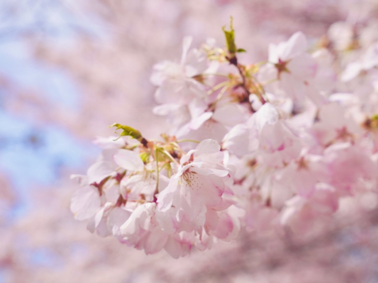 🌸樱花季🍃
