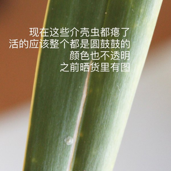 晒货图片