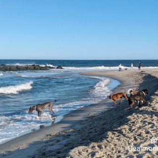 NJ周边|狗狗友好沙滩...