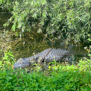 春假去哪之迈阿密Everglades看鳄...