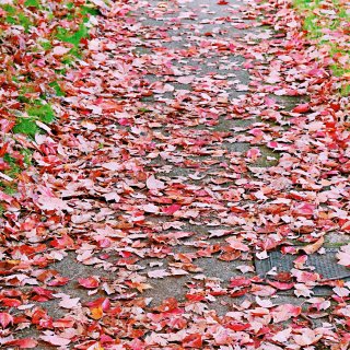秋天的尾巴🍂｜行走在落叶的季节里...