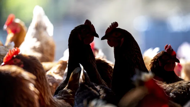 加州禽流感肆虐，鸡蛋家禽供应受重创