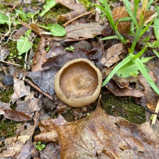 野生蘑菇辨识APP—Picture Mu...
