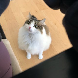 【美售猫餐盒测评】测评系列继续🐱...