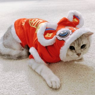 提前给猫子穿上新年衣服💖太可爱啦！...