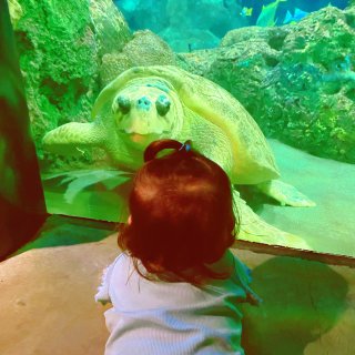 🐢和大海龟的亲密接触的孩子...