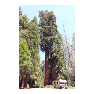 年終旅遊🧳 世界上最大的樹🌲Giant ...