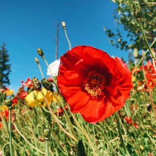 加州州花🐻罌粟花拍起照真是太美了❤️...