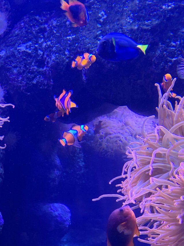 【Hi周末】我终于亲眼看到Dory...