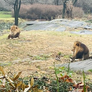 纽约动物园｜Bronx Zoo...