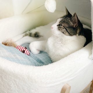 🐈猫咪小摇篮床🐱...