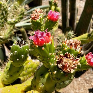 湾区｜斯坦福Arizona Cactus...