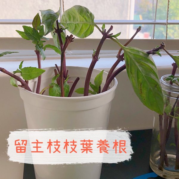 晒货图片