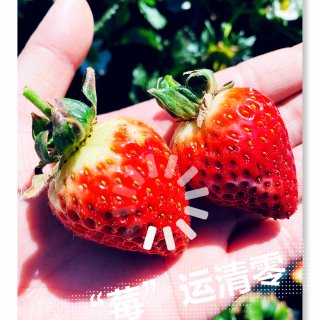 寻“莓”之旅😎—瞬间“莓”运清零😘...