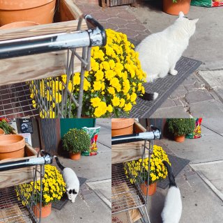 小美好｜Flower Shop Cat ...