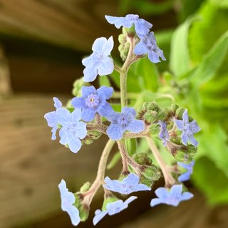 Chinese Forget me no...