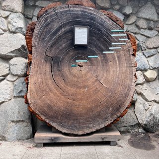 2千年的老树