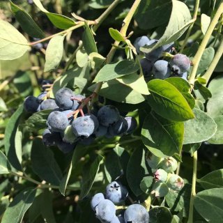 5月份可以摘藍莓🫐啦！...