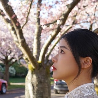 西雅图樱花季——除了UW哪里还可以看樱花...