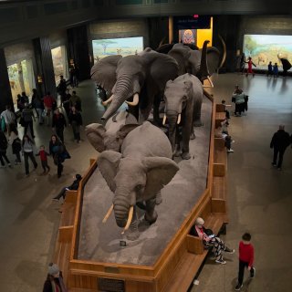 美国自然历史博物馆 - American Museum of Natural History - 纽约 - New York