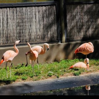 Carolina Zoo——周末好去处...