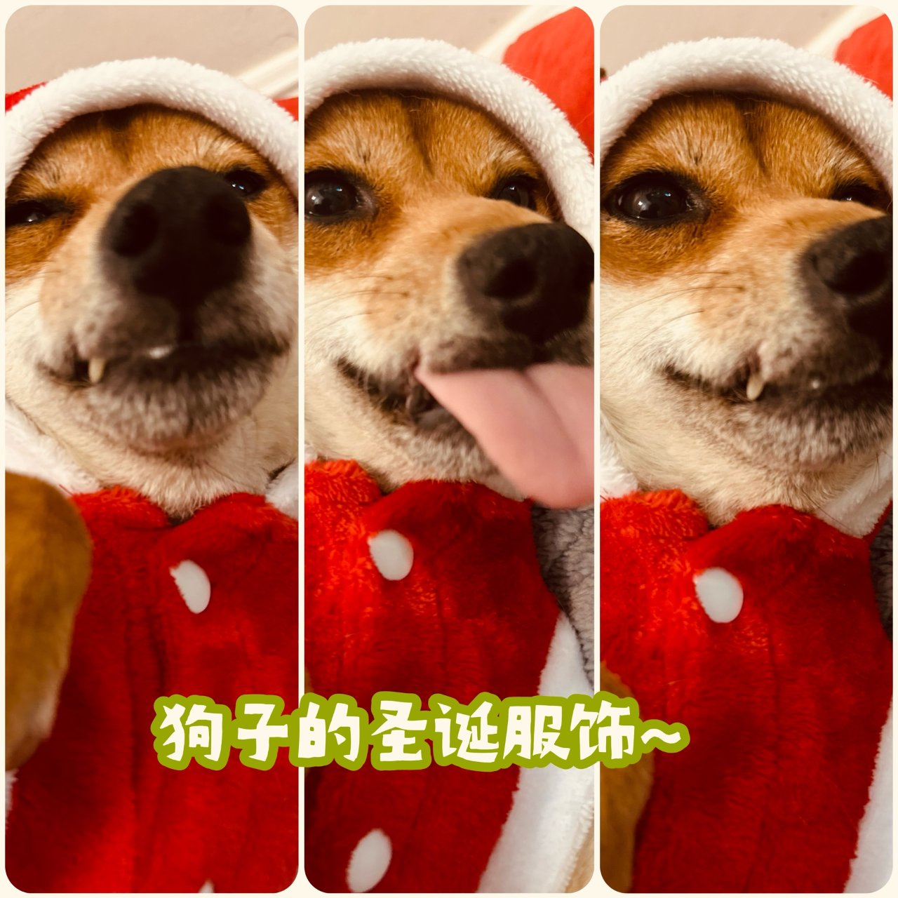 圣诞🎄仪式感拉满 | 狗子的圣诞装~...