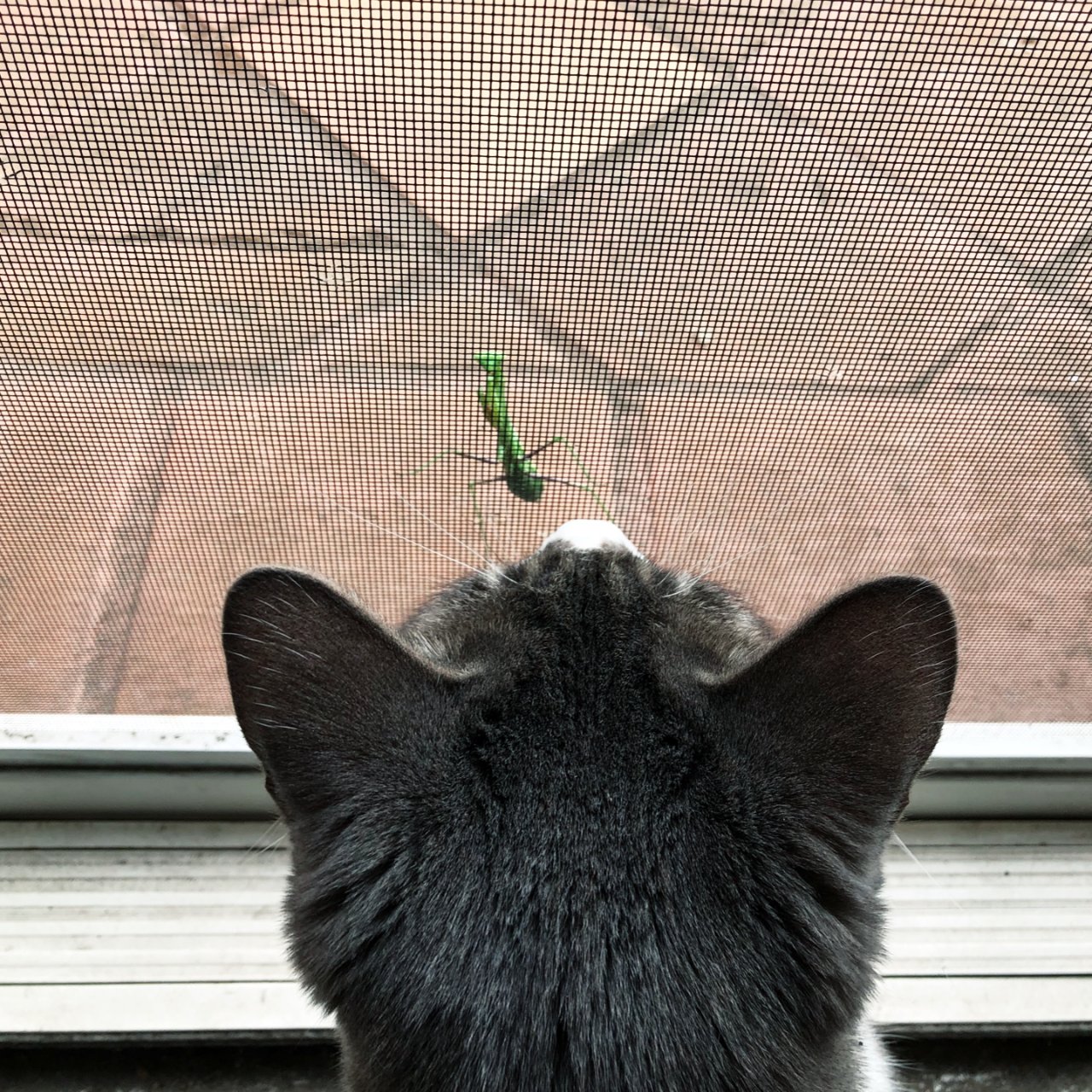 院子來了小螳螂訪客引起了貓貓好奇心🦖🦖...