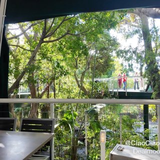 圣地亚哥｜🦍动物园里的热带雨林餐厅🌴...