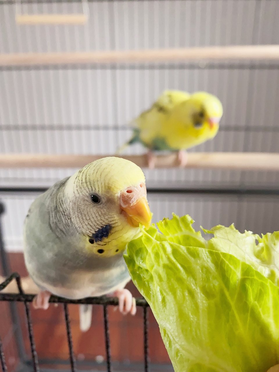 虎皮鹦鹉的小日常| 社区精选