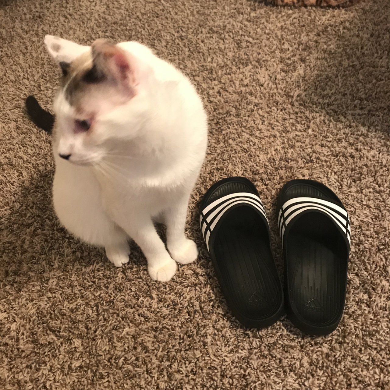 adidas 阿迪达斯