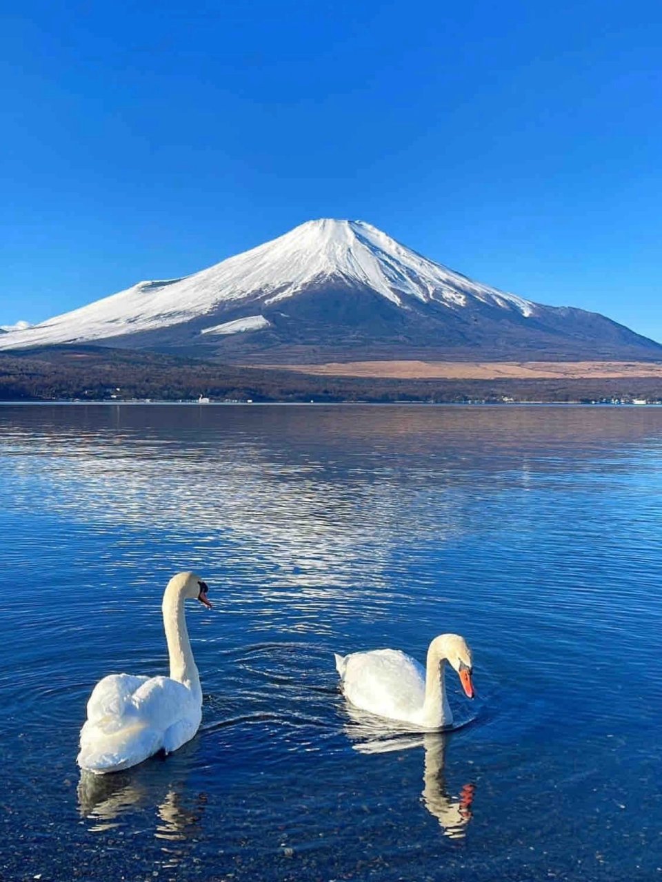 谁能凭私爱将富士山私有？...