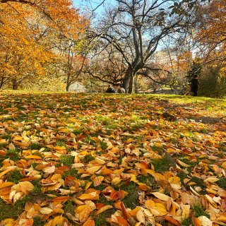 美拉德风的秋色—中央公园最美丽的景色...