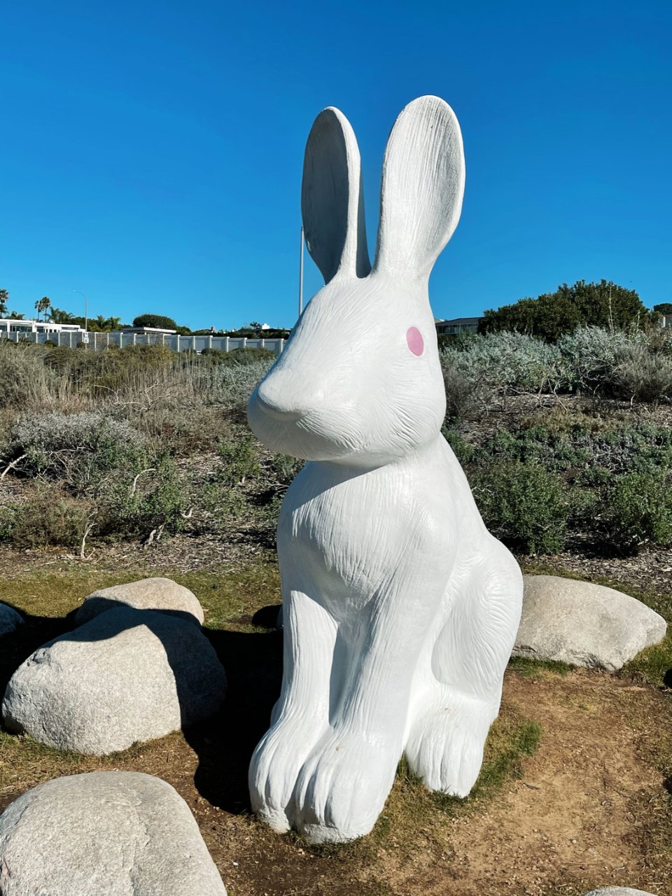 Newport Beach 兔子🐰公园...