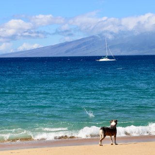 【夏威夷】West Maui海岸线...