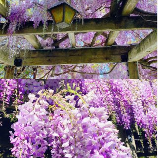 💜紫藤花💜