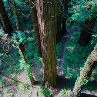 湾区➡️西雅图15｜不可错过的红木森林空...