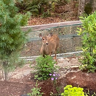 小鹿频繁光顾我的花园...