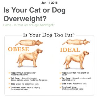 狗狗体重知多少 | 肥胖➼皮肤过敏 | ...