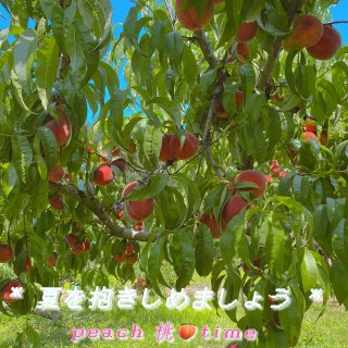 🍑🍑夏日Peach Time～一起来摘桃...